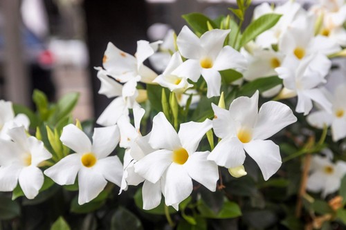 Chilean jasmine mandevilla - chilean,