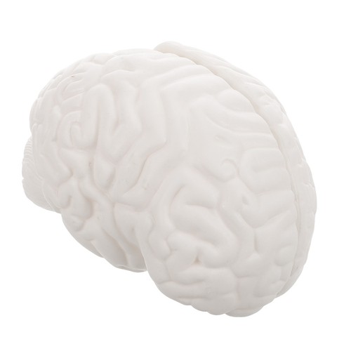 Human skull brain - brain, model