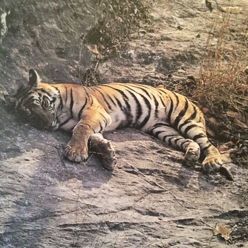 Limited edition tiger - edition,