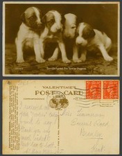 Smooth-Haired Fox Terrier