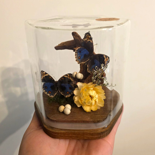 Mounted butterfly taxidermy - mounted,