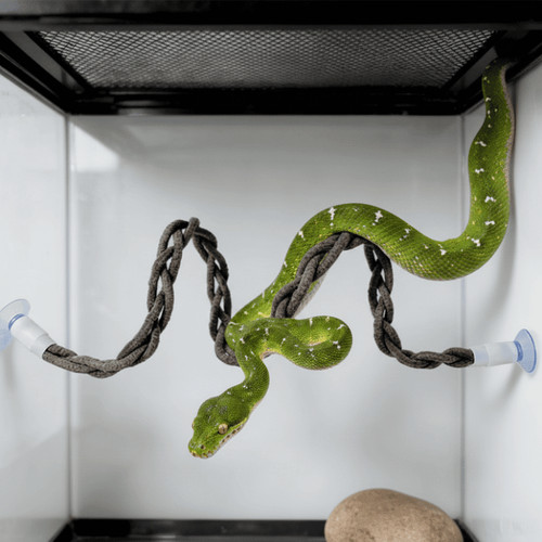 Suction cup snake climbing - cup,