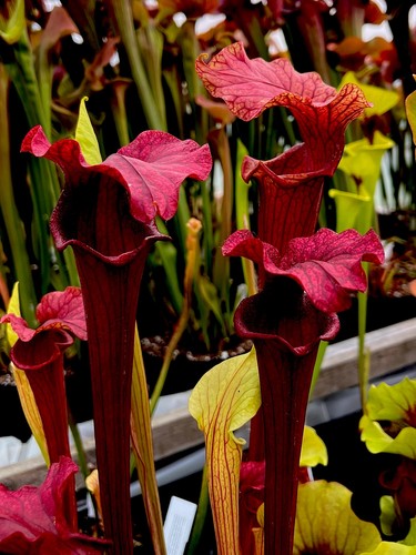 Sarracenia hybrid reptilian - sarracenia,