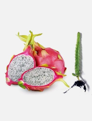 Pcs dragon fruit fresh - 30,