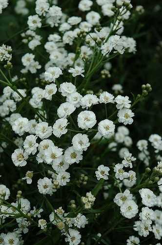 Achillea ptarmica the pearl - achillea, pearl'