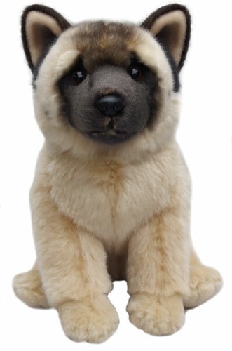 Akita teddy akitas soft - teddy,