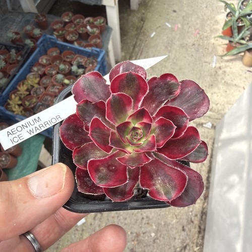 Aeonium ice warrior - , var