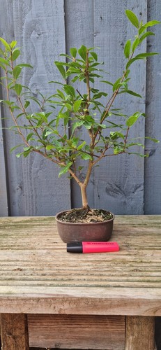 Flowering pomegranate bonsai - pomegranate,
