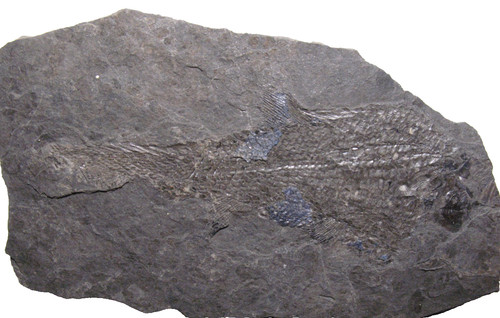 Permian fish fossil - , muse