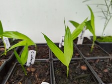 Chamaedorea Oblongata - 7 cm