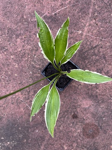 Hosta stiletto small plant - small,