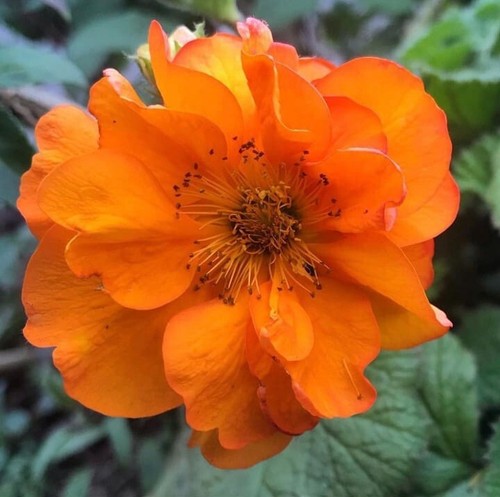 Geum firestorm 1 x - -,