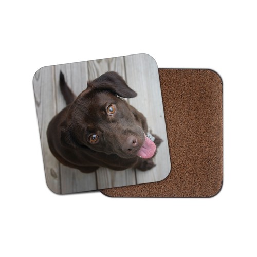 Chocolate labrador puppy - chocolate,