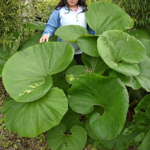 Butterbur plant xxxl - butterbur,