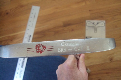 Cougar big cat - big,