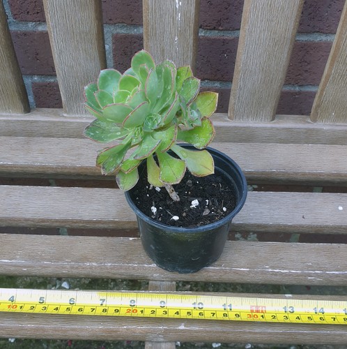 Aeonium arboreum green - arboreum.,