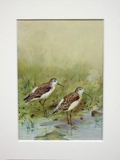 Marsh Sandpiper - George Lodge