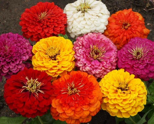 Zinnia elegans dahlia mix - 25,