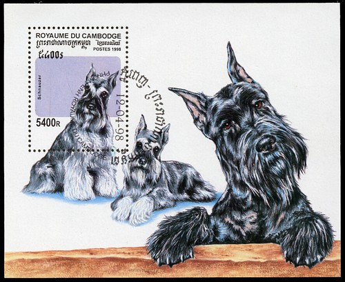 Schnauzer standard mini dog - schnauzer,