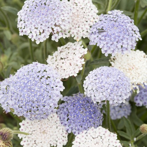 Blue lace flower didiscus - -,