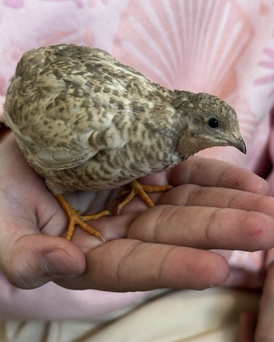 Button quail hatching - 12,