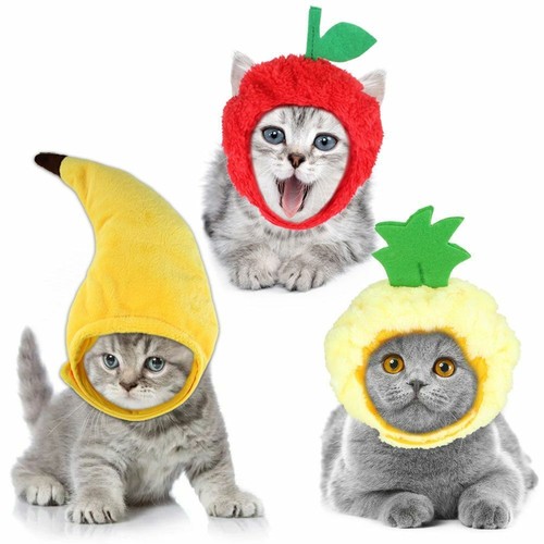 Pet dog cat - dog, cap