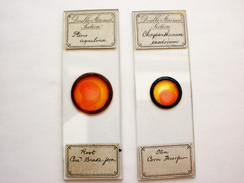Antique microscope slides - microscope,