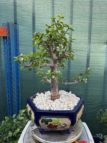 Portulacaria afra elephant - portulacaria,