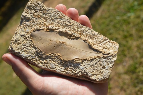 Large amazing rare - amazing,