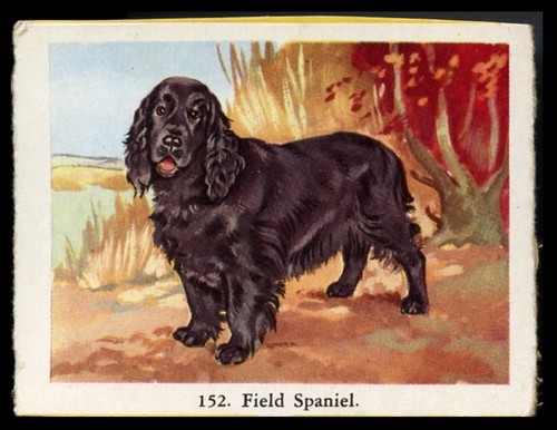 Field spaniel black gun - field,