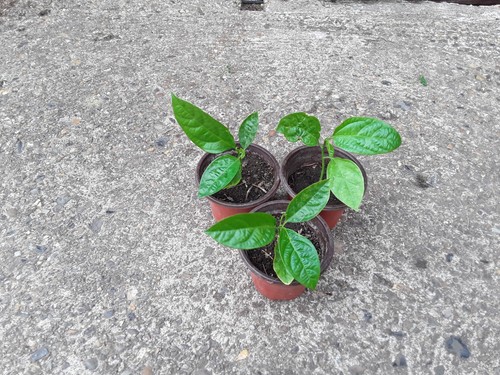 Live purple passion fruit - purple,