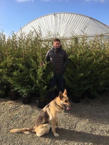 100x pallet green leylandii - pallet,
