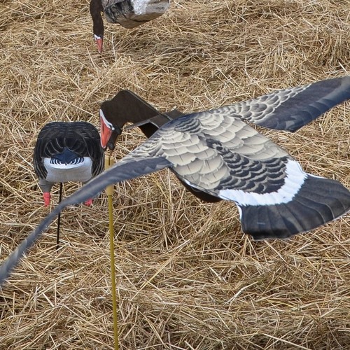 Goose decoy sillosocks - goose,
