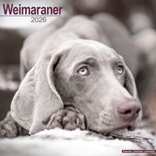 Weimaraner 2026 Calendar | Dog