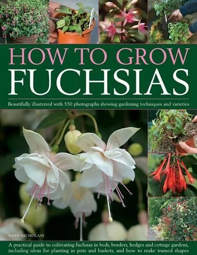 How grow fuchsias - how, to