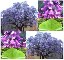 Bonsai Seeds PRINCESS TREE