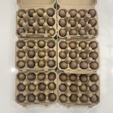 6 + EXTRAS CPQ Button Quail EGGS Chinese Painted  / King Mixed / Silver ?
