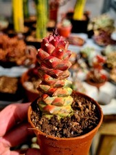 Euphorbia Ritchiei Variegated