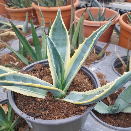 Agave americana variegata - , blue