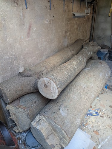 Ash tree wood logs - ash,