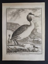 Grébe cornu oiseaux - grébe, cornu,