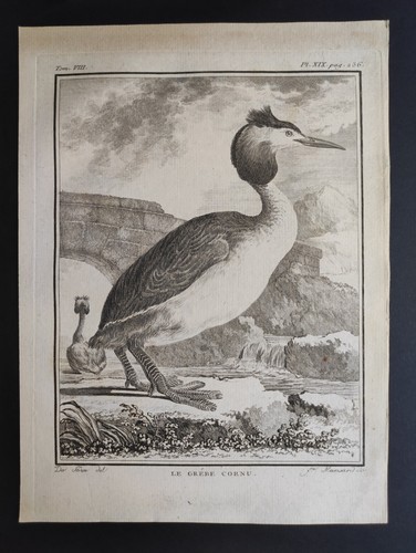 Grébe cornu oiseaux - le,