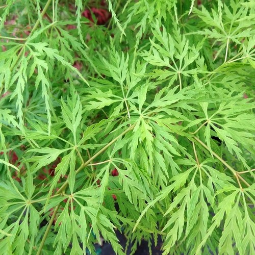 Acer emerald lace japanese - acer,