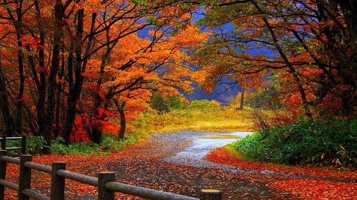 Canvas picture autumn pathway - picture,