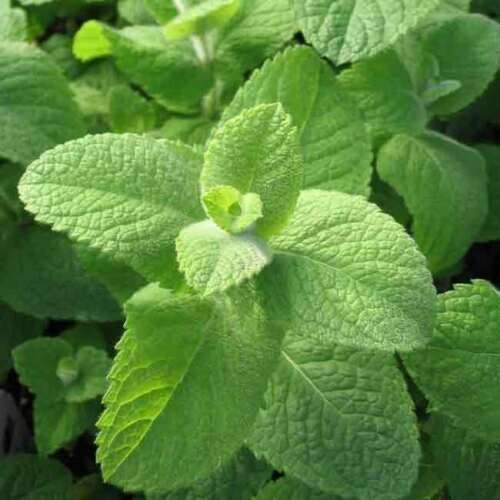 Mint egyptian round - 'egyptian, mint'/