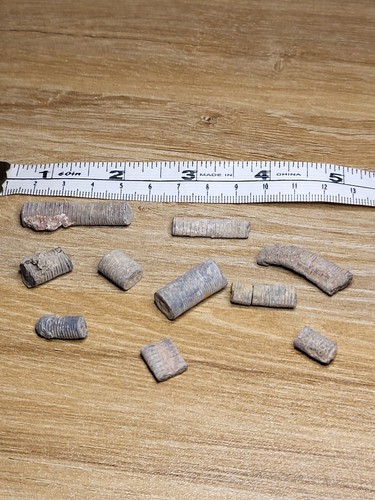 Crinoid fossils dinosaur - crinoid,