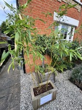 Aurea Bamboo & Cedar Wooden Planter