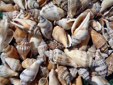15 X SEA SHELLS STROMBUS 3 -