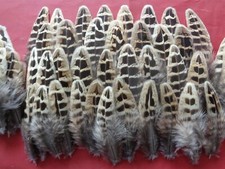 100 Hen Pheasant Wing Hackle Feathers 2" - 4" - Crafting feathers