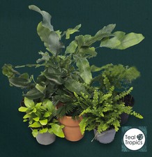 Terrarium Fern Mix - Tropical Baby Plants Ferns Vivarium Plant Set